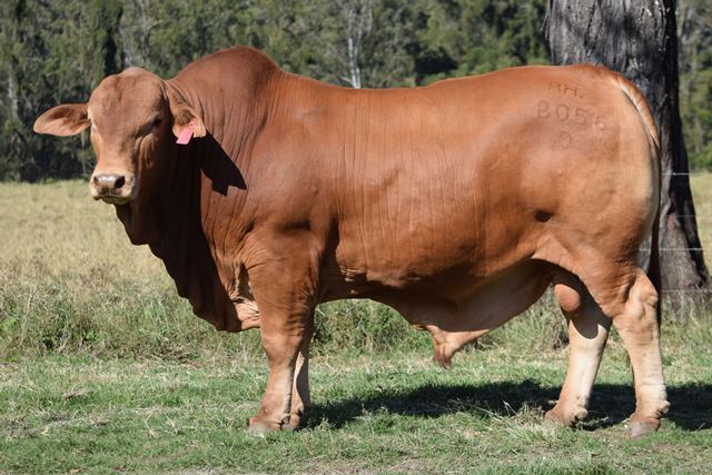 Bryvonlea Valiant